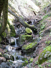 permaculture garden