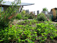 permaculture garden