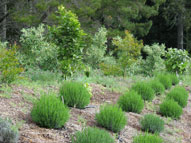 permaculture garden