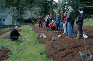permaculture garden