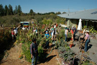 permaculture garden