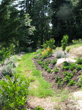 permaculture garden