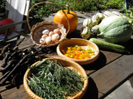 permaculture garden