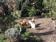 permaculture garden